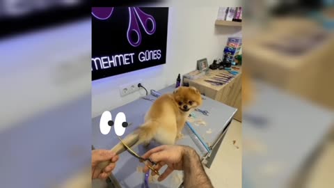 Best moment for us, cute little dog, cute little cat , nice animals