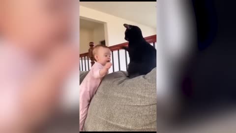 funny cats video