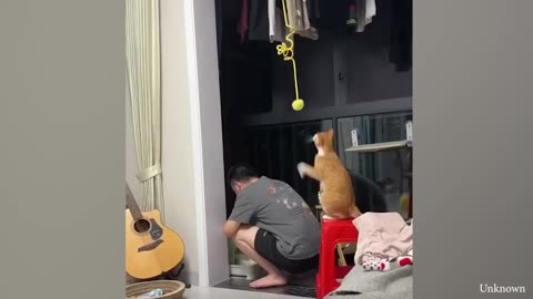 Super FUNNY CAT VIDEOS! 😹 Funny ANIMALS videos 2024