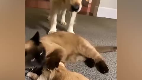 Good pet