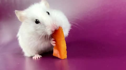 The hamster’s eating a bell pepper heart ❤️🐹 ASMR #13 #crunchcrunchhamster #hamster #asmr