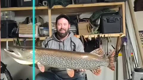 just low key adding a few inches to the length of your fish