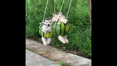 cute dog raiding