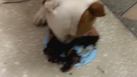 Scooby Dooby Doo loves cakes #animal
