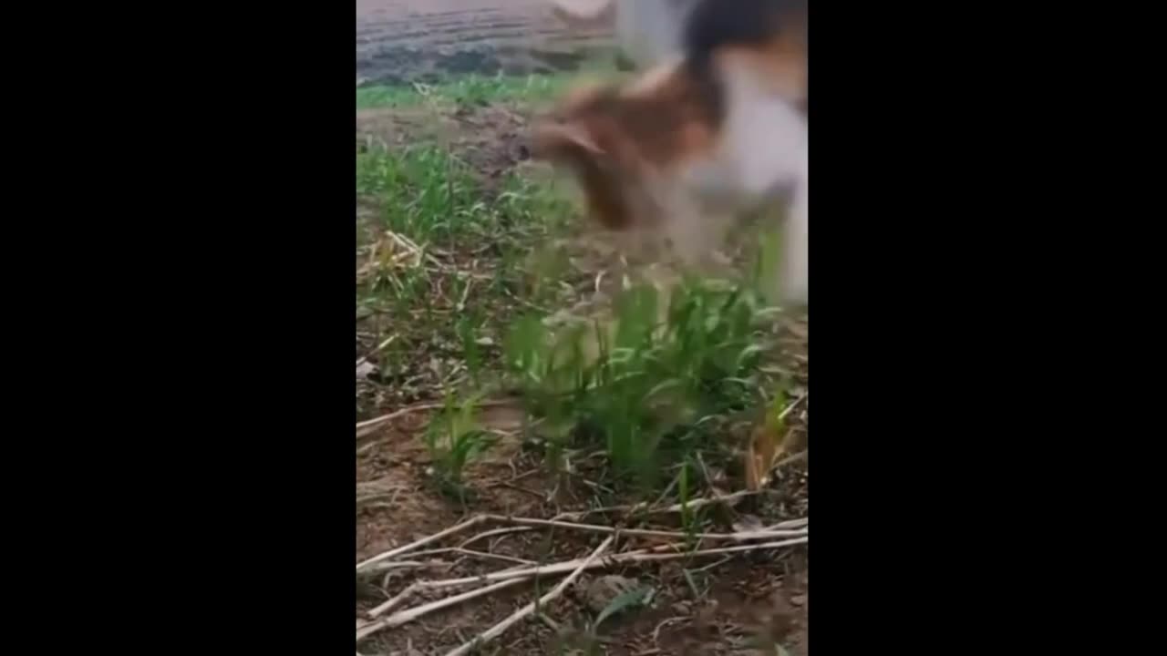 Funny dogs and cats Funny pets, funny videos