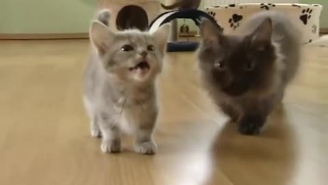 adorable newborn kitten talks far too much