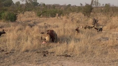 hyena vs wild dog