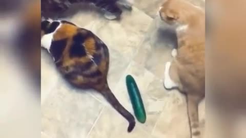 Animal funny - cat's funny