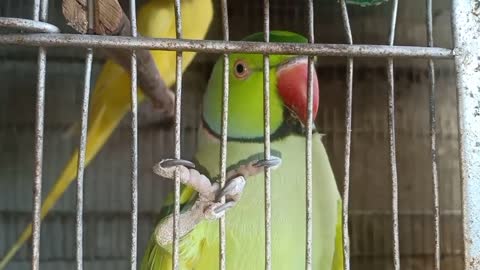 These parrots love to sing that they are funny and cute