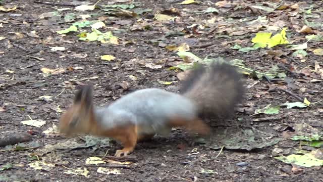 A beautiful squirrel looking for food to eat