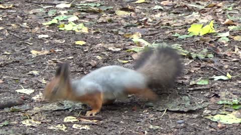 A beautiful squirrel looking for food to eat