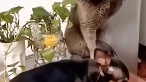 Funniest Cats And Dogs Video PART 10 #MJ4FUN