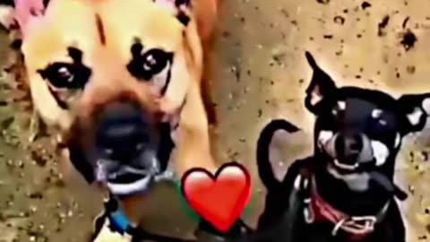 Two Brothers very close friends