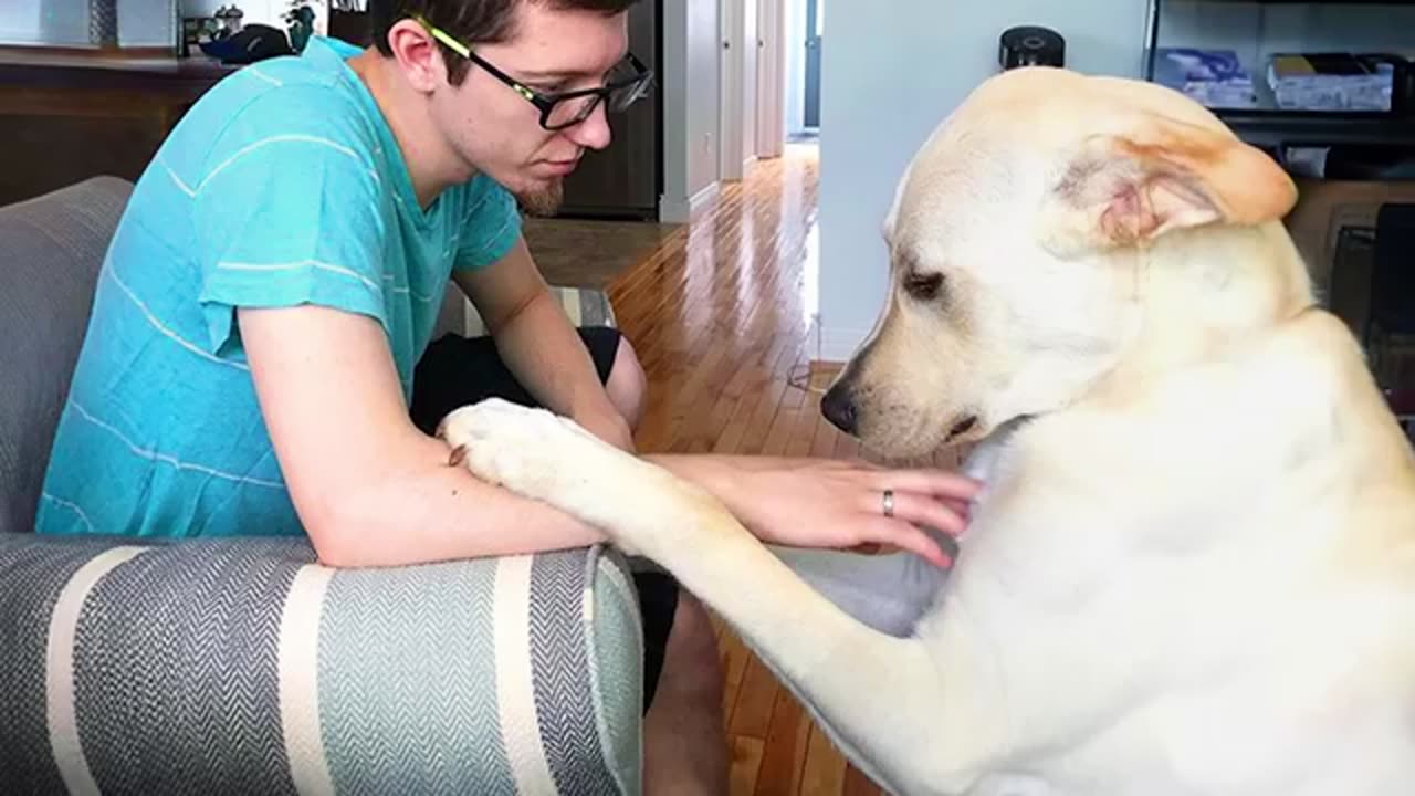 Unconditional Dog Love