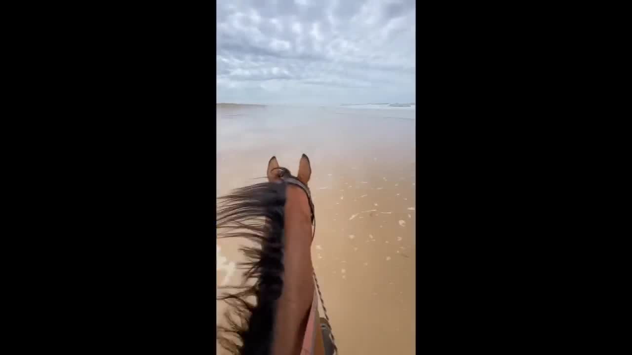Horse TikToks That Went Viral!
