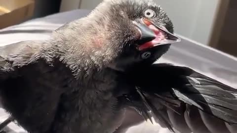 Crow, crow, I'm basking in the sun