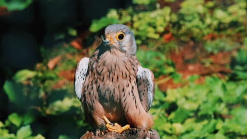 How to train eagle for pray