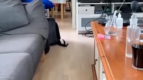 Funny animal video😺😺😺