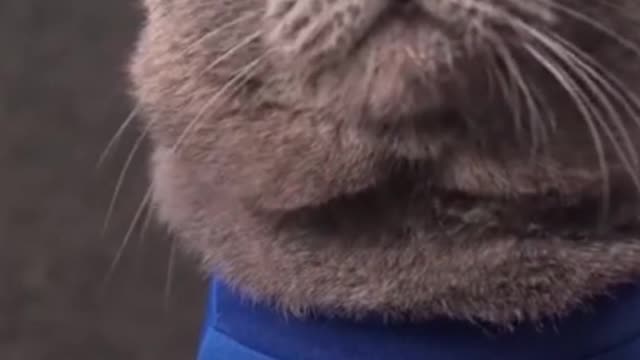 The Funny World Cup Fan Cat