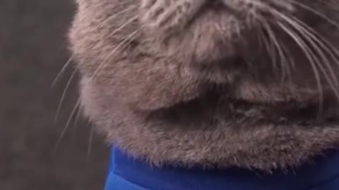 The Funny World Cup Fan Cat