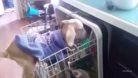 Animal Moments Goat- 31