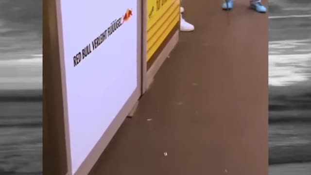 spider