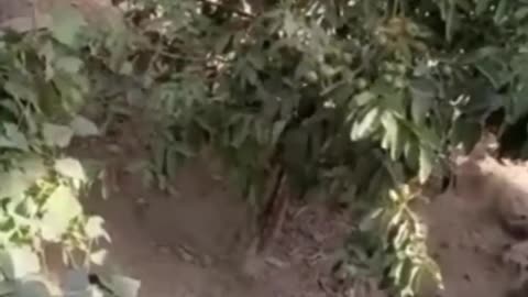 Funny animal clips😂