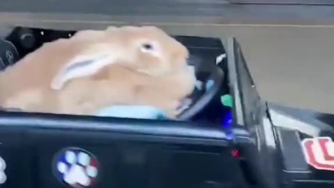 Funny Animal Videos 2024 Best Dogs And Cats Videos 😺😍 # 30