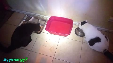 'GoldDigger' the CAT, Easy Trip to the Vet for shots OCT 25, 2018