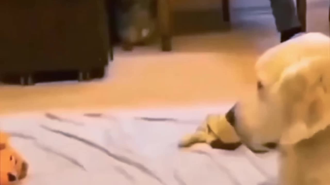 funny cuty videos of dogs cats animals