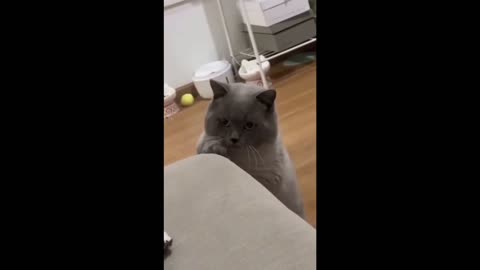 Funny Animal Videos 2023 Best Cats and Dogs Videos