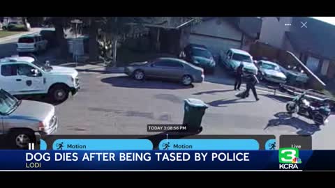 Lodi family accuse police of tasing and killing their dog