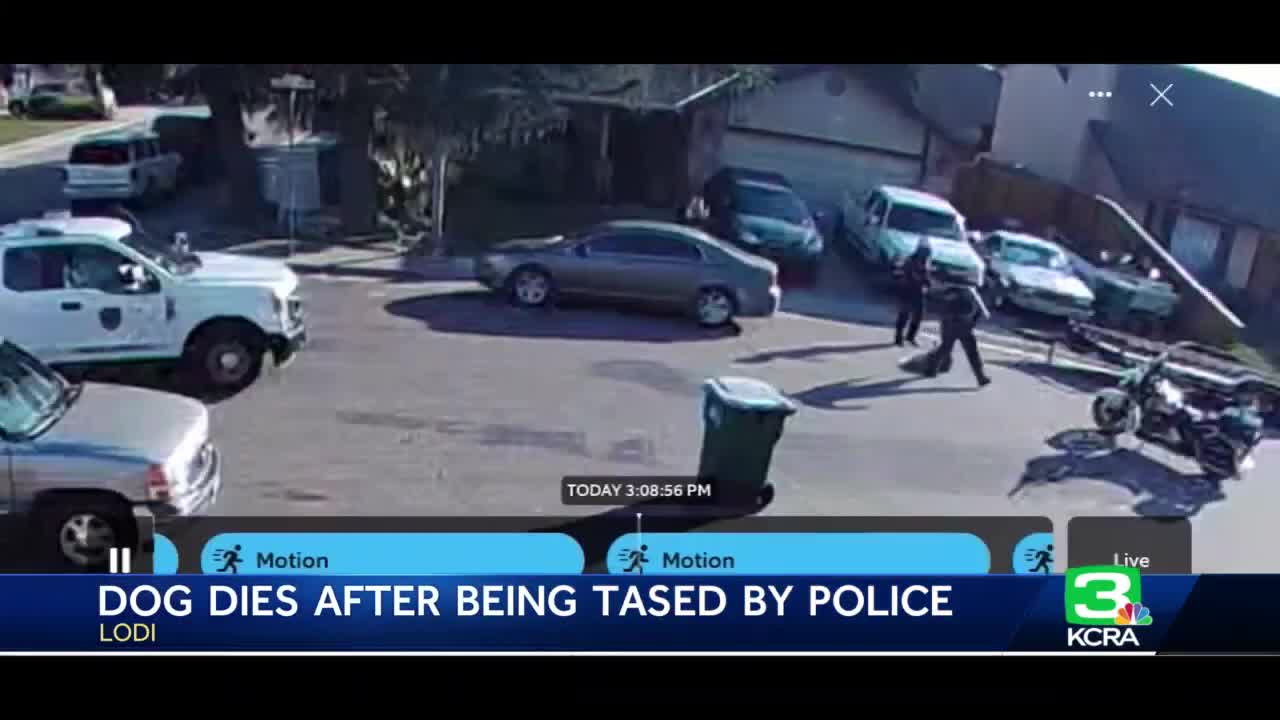 Lodi family accuse police of tasing and killing their dog