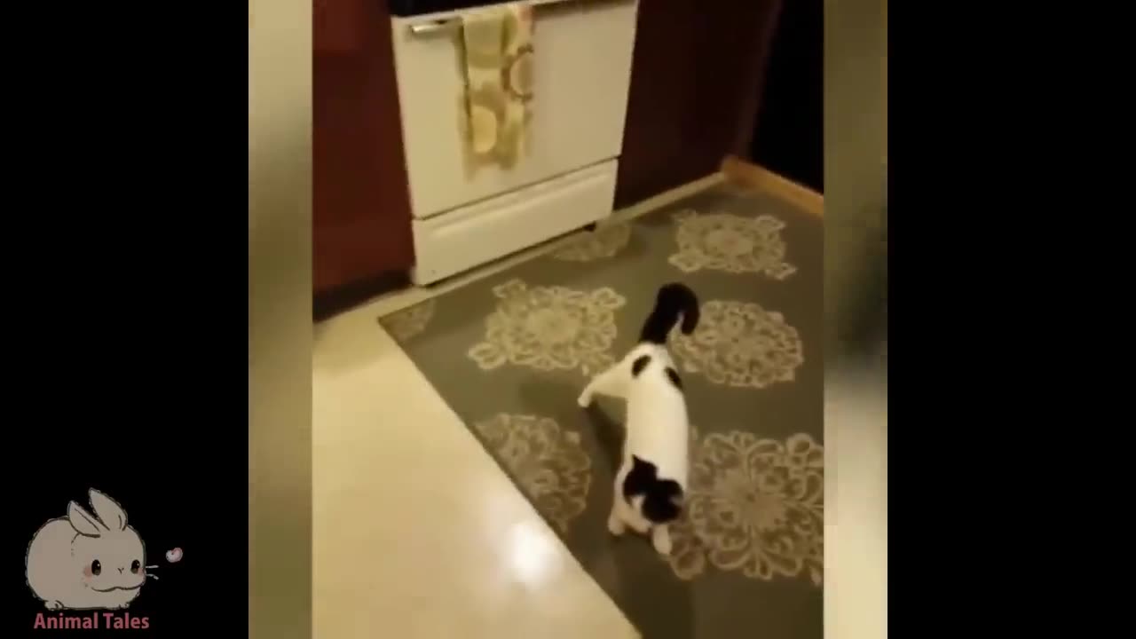 Most funny animal video