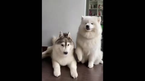 Side-Splitting Pet Shenanigans | Cats and Dogs Edition 🐱 Ultimate Funny Animal Compilation 2023