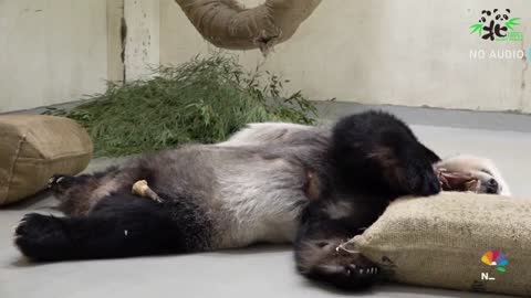 Sick Panda Creates Rare Chance For C
