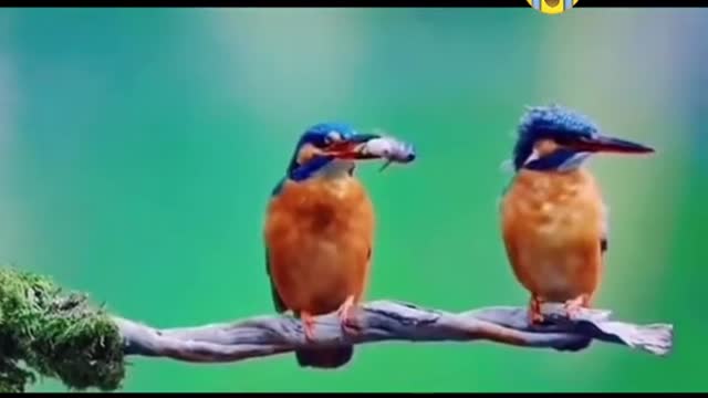 u and ur angrygf/wife