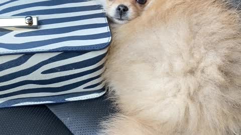 Small Dog Looking at Camera