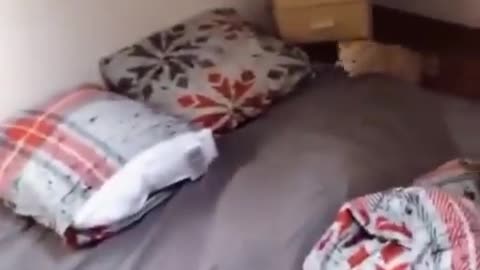 Funny enimal