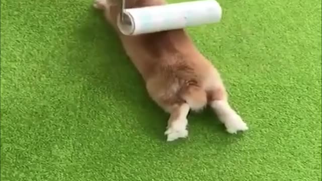 Funny and Cute Baby Bunny Rabbit Videos - Baby Animal Video Compilation-3