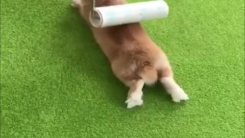 Funny and Cute Baby Bunny Rabbit Videos - Baby Animal Video Compilation-3