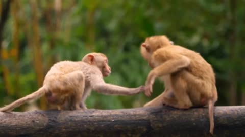 Funniest Monkey Cute Funny Monkey Videos