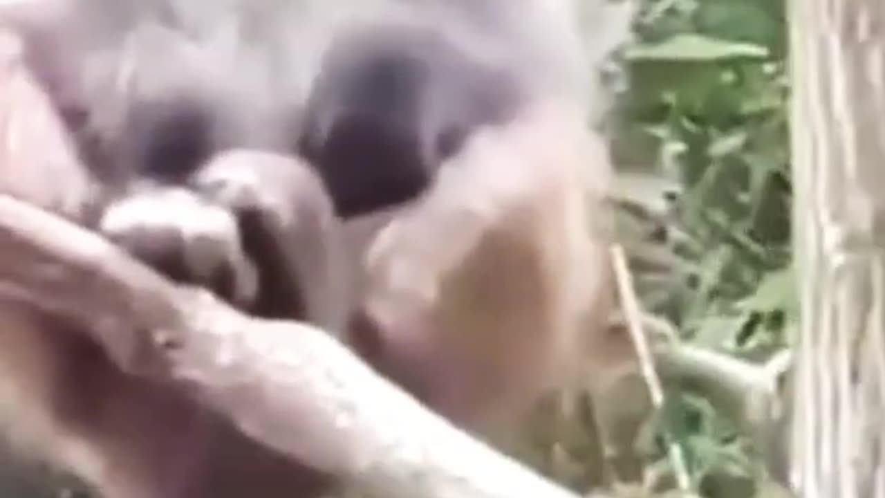 Funniest Monkey Moment Recorded 😂 Funny Scene By Cats
