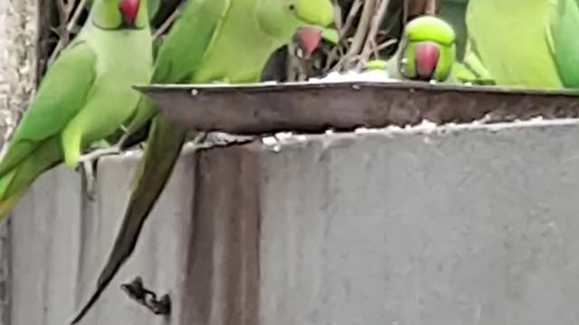 Parrots eating
