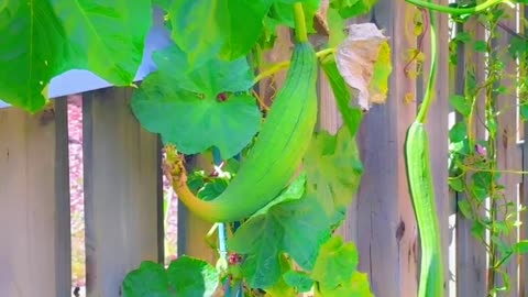 Longest loofah ever seen