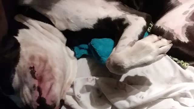 A Ruff Day