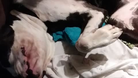 A Ruff Day