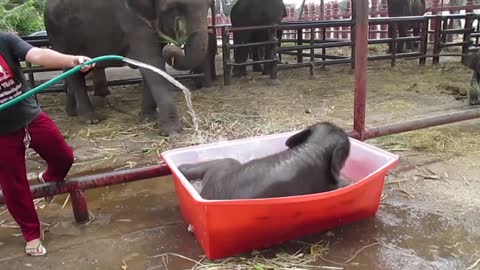 Baby Elephant Bathing "Double trouble"