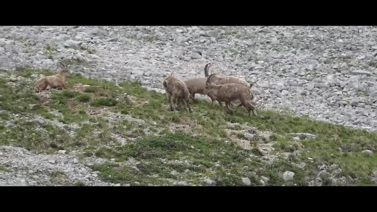 MOUNTAIN GOATS - These Creatures Don’t Care About The Laws Of Physics Despite Their Hooves9