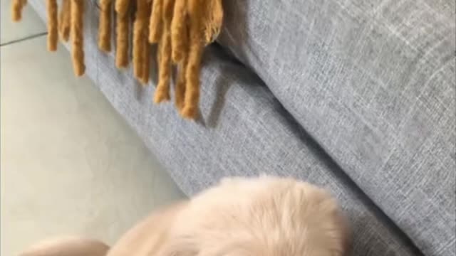 He always likes to hide himself behind the pillow to sleep